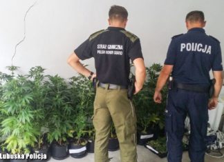 Kolejne plantacje konopi zlikwidowane