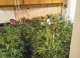 Plantator zatrzymany przez policję